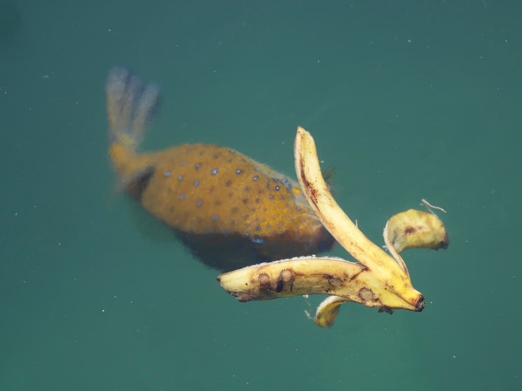 Juvenile Yellow Boxfish with bright yellow body and black spots