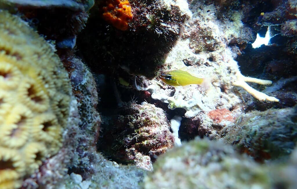 Yellow Cardinalfish with bright golden-yellow coloration