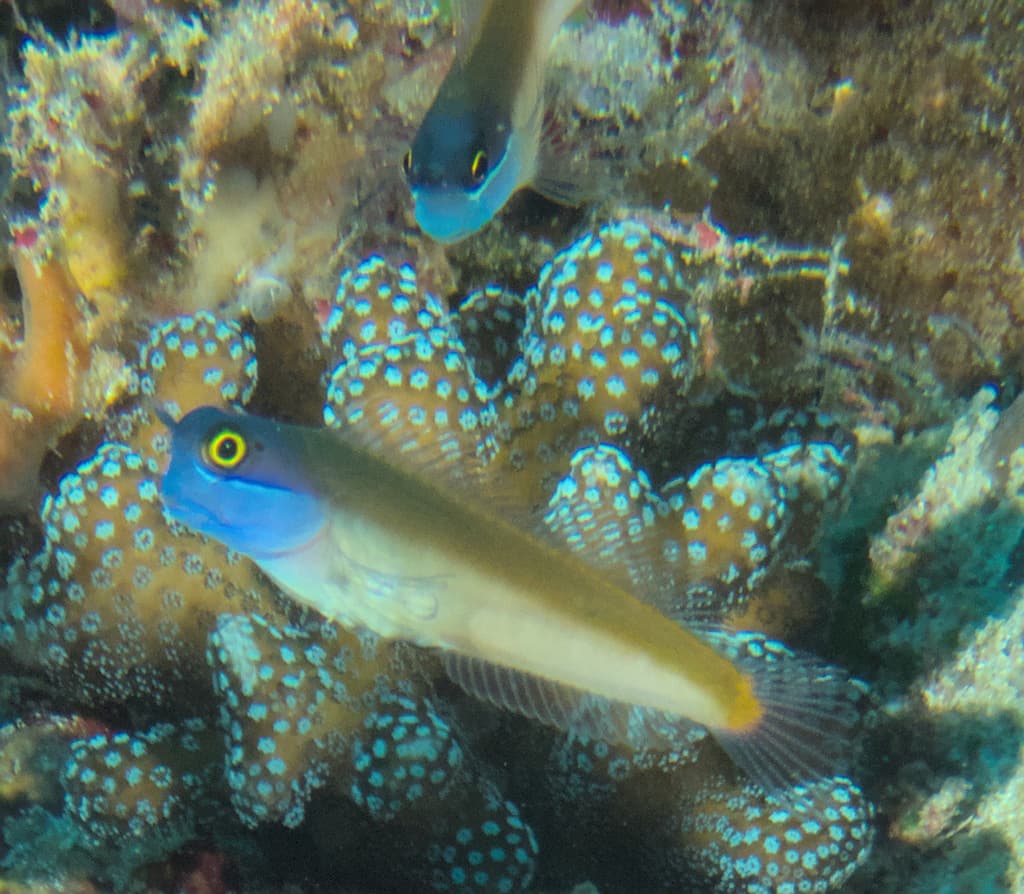 Yellow Coris Blenny in a marine aquarium