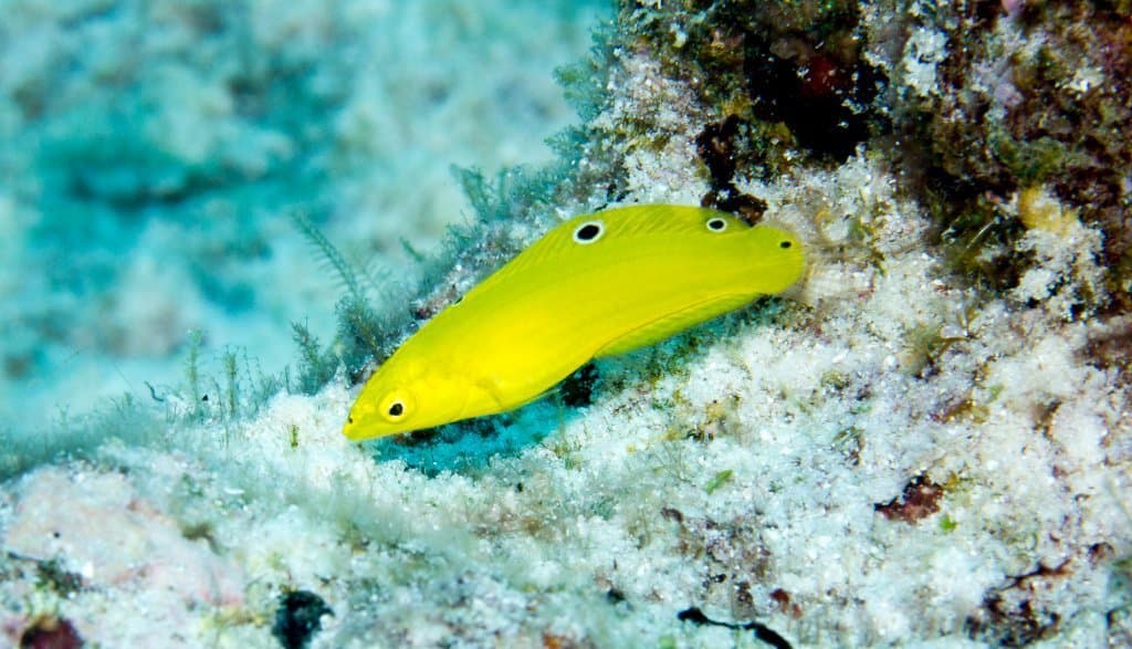 Yellow Coris Wrasse in a marine aquarium
