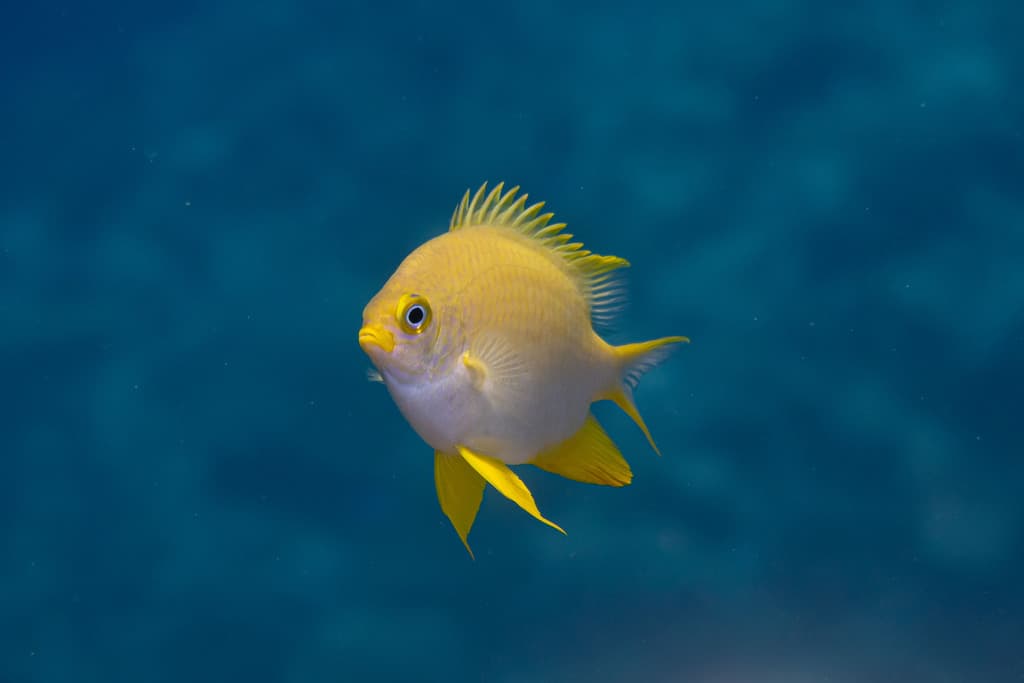Yellow Damsel in a marine aquarium