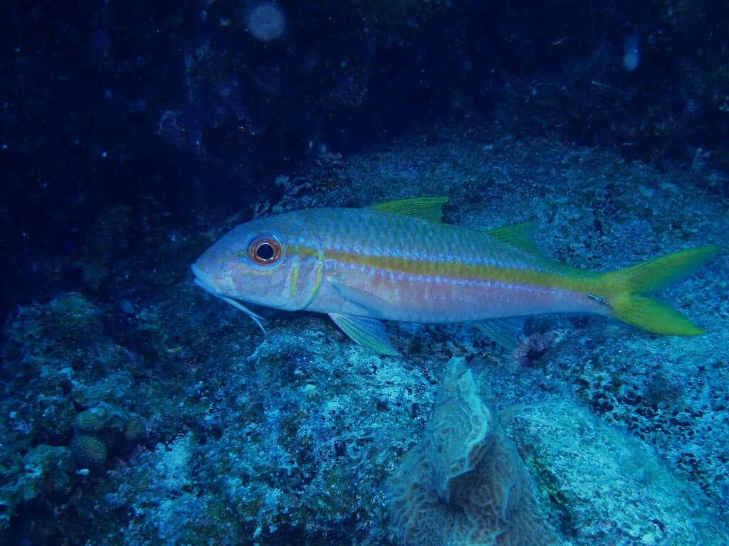Yellow Goatfish showing lateral yellow stripe and chin barbels