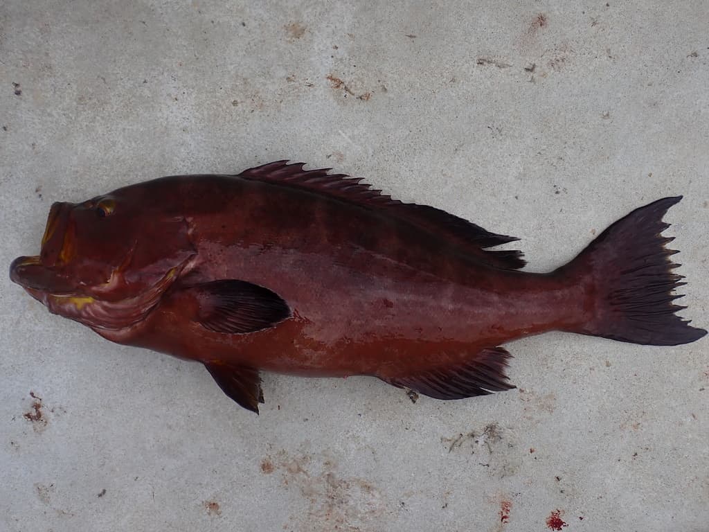 Yellow Grouper in a marine aquarium