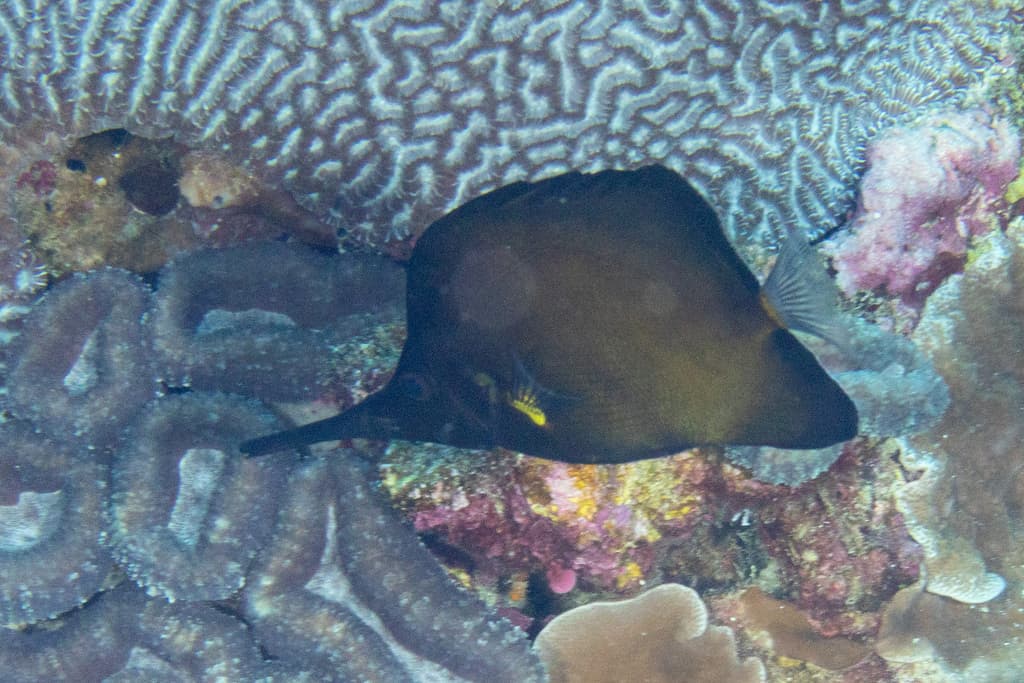 Yellow Longnose Butterflyfish in a marine aquarium