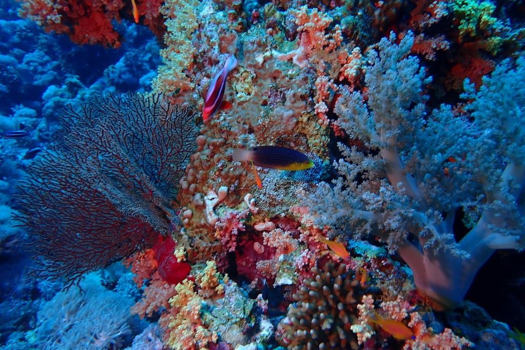 Yellowbreasted Wrasse displaying dark body with yellow breast