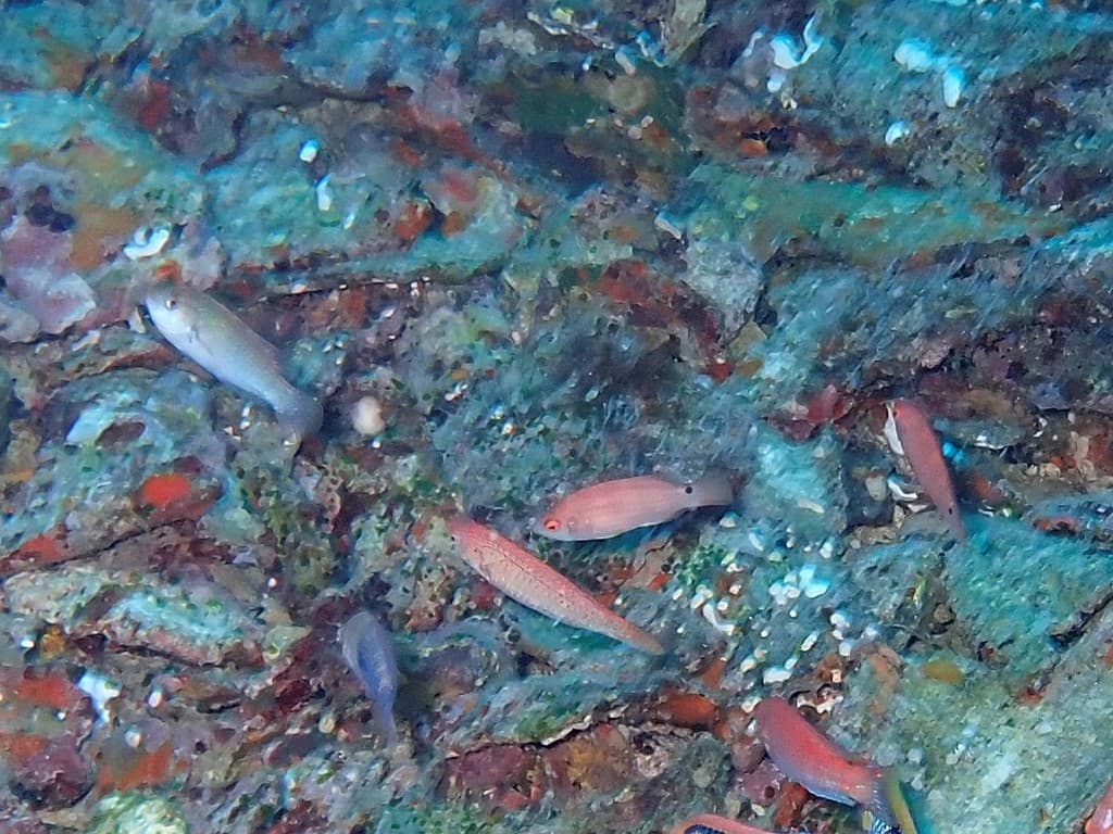 Yellowfin Fairy Wrasse in a marine aquarium