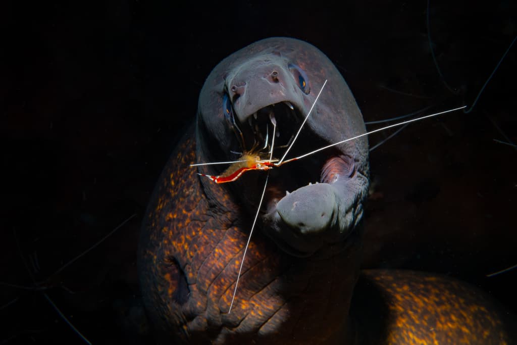 Yellowmargin Moray in a marine aquarium