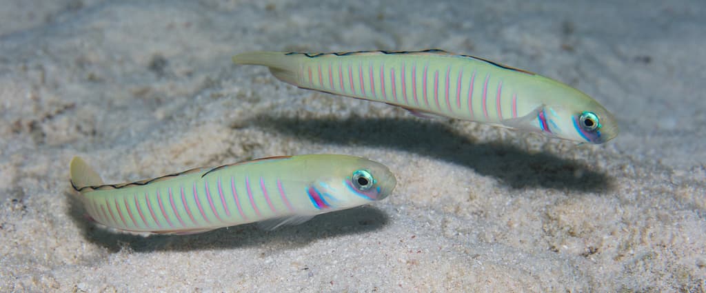 Zebra Dartfish in a marine aquarium