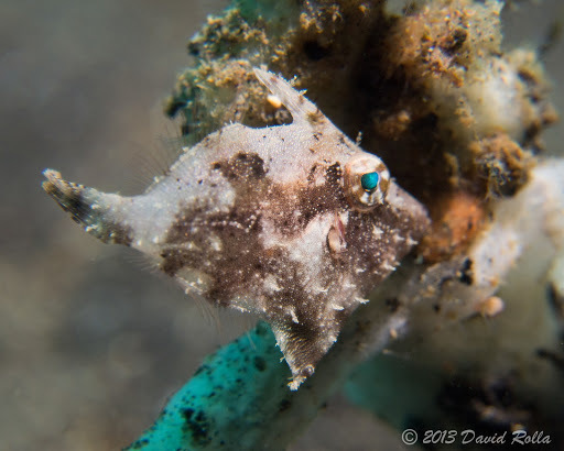 Lethargic Filefish Filefish - Marine Aquarium Encyclopedia | Marine Aquarium Encyclopedia