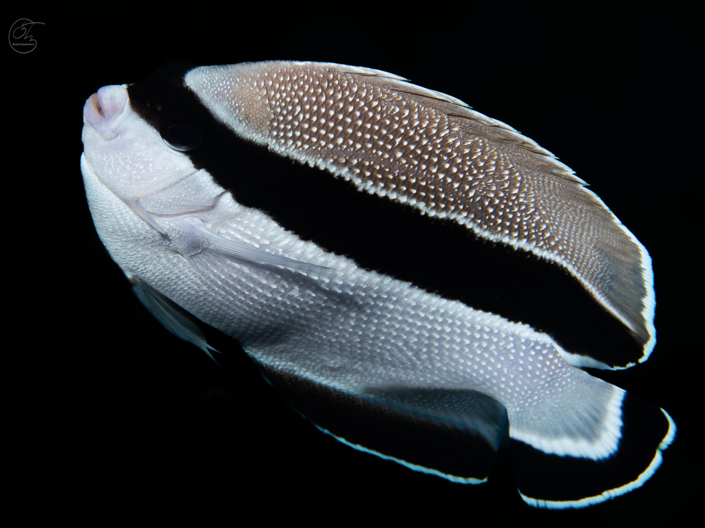 Alphanet Fish Bandit Angelfish (Apolemichthys arcuatus) - Care Guide | Marine ...