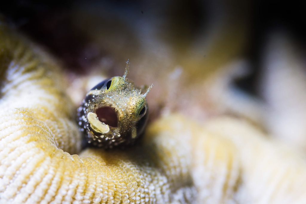 Barnacle Blenny (Acanthemblemaria spinosa) - Care Guide | Marine ...
