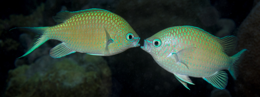 Black Axil Chromis (Chromis atripectoralis) - Care Guide | Marine ...