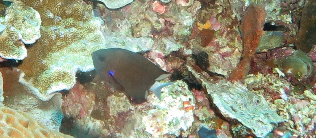 Blue Axil Chromis (Chromis caudalis) - Care Guide | Marine Aquarium ...