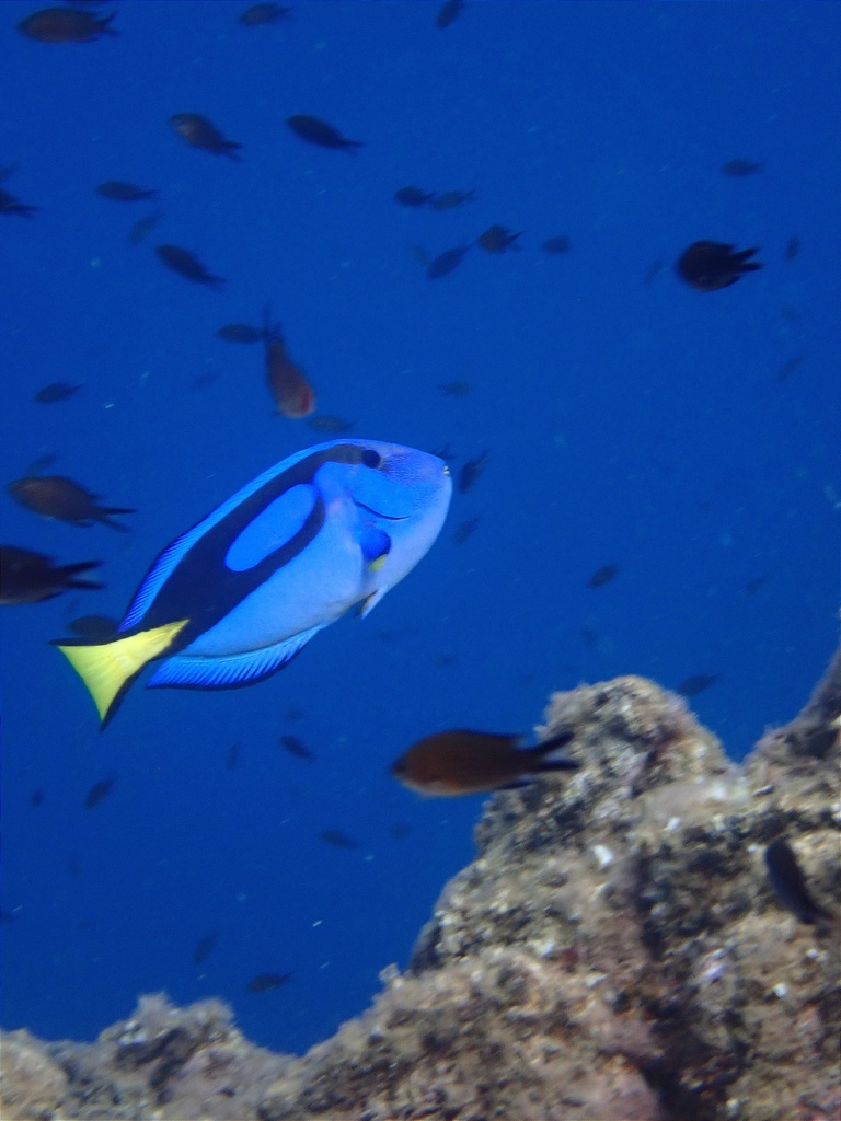 Tangs & Surgeonfish - Marine Aquarium Encyclopedia | Marine Aquarium ...