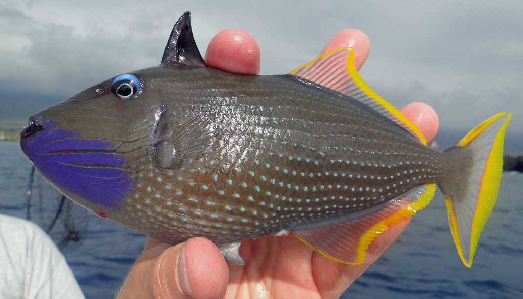 Trigger Fish Varieties Triggerfish - Marine Aquarium Encyclopedia | Marine Aquarium Encyclopedia
