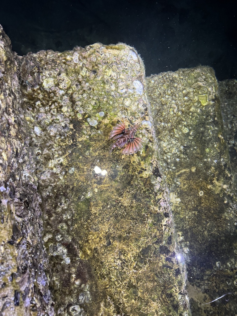 Dwarf Lionfish (Dendrochirus zebra) - Care Guide | Marine Aquarium ...