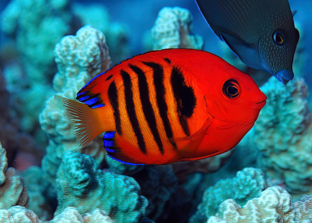 Dwarf Angelfish - Marine Aquarium Encyclopedia | Marine Aquarium ...