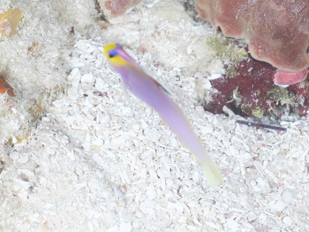 Lilac Fish Helfrichi Firefish (Nemateleotris helfrichi) - Care Guide | Marine ...