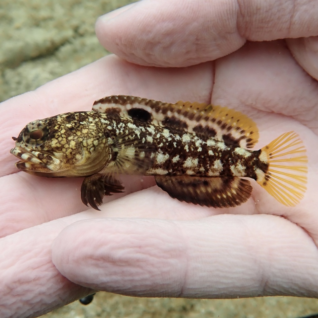 Mottled Jawfish (Opistognathus maxillosus) - Care Guide | Marine ...