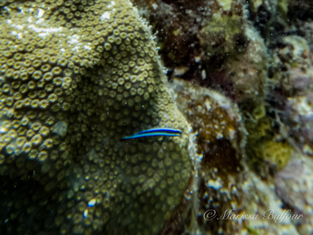 Nylo Fish Nano Fish - Marine Aquarium Encyclopedia | Marine Aquarium Encyclopedia