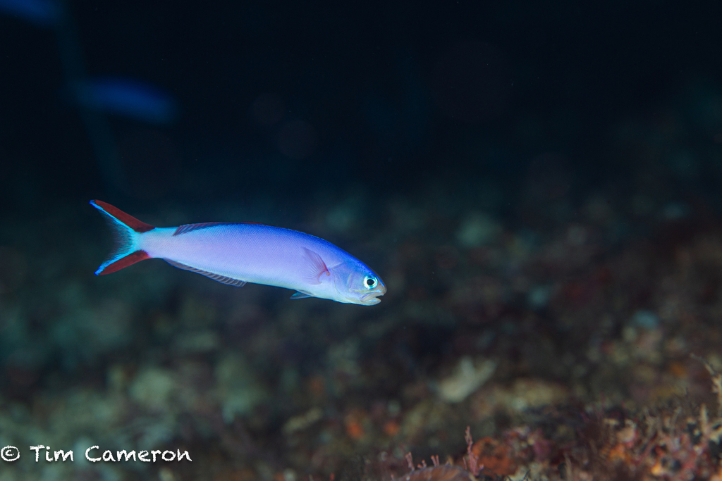 Purple Tilefish (Hoplolatilus purpureus) - Care Guide | Marine Aquarium ...