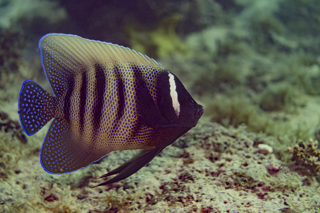 Six Banded Angelfish (Pomacanthus sexstriatus) - Care Guide | Marine ...