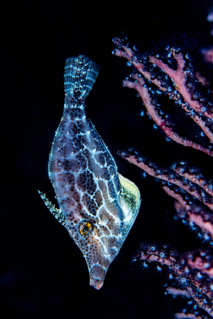 Slender Filefish (Monacanthus tuckeri) - Care Guide | Marine Aquarium ...