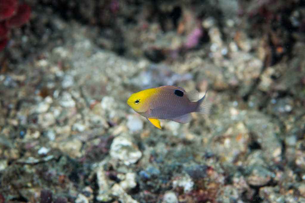 Talbot Fish Talbot's Damselfish (Chrysiptera talboti) - Care Guide | Marine ...