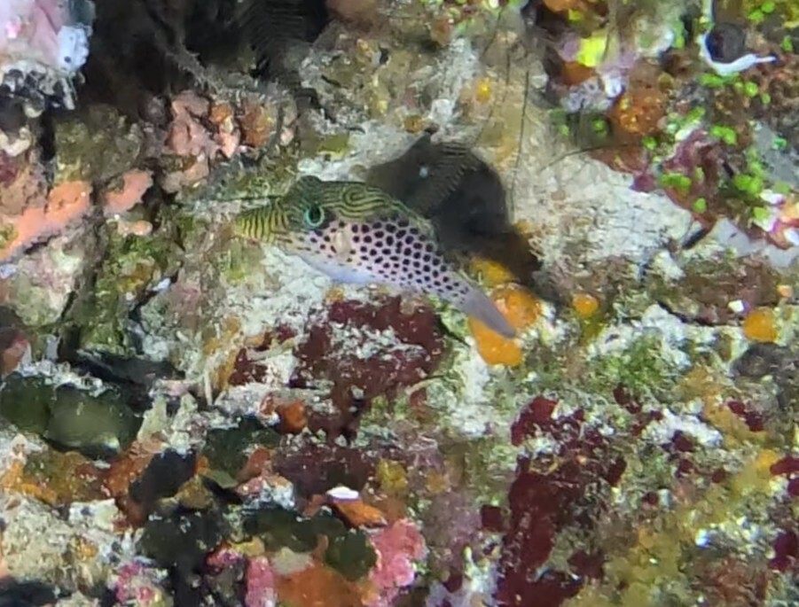 Tyler Fish Tyler Toby (Canthigaster tyleri) - Care Guide | Marine Aquarium ...