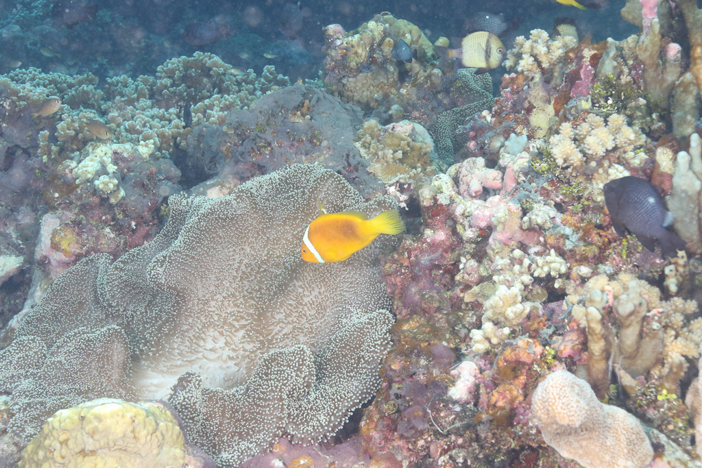White Bonnet Clownfish (Amphiprion leucokranos) - Care Guide | Marine ...